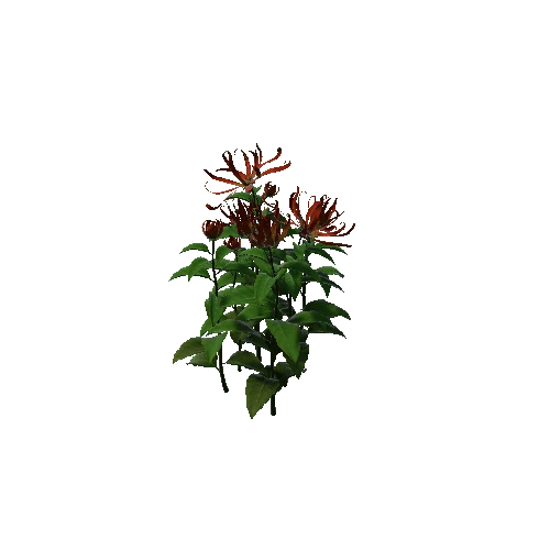 Flower Cananga odorata 4.2